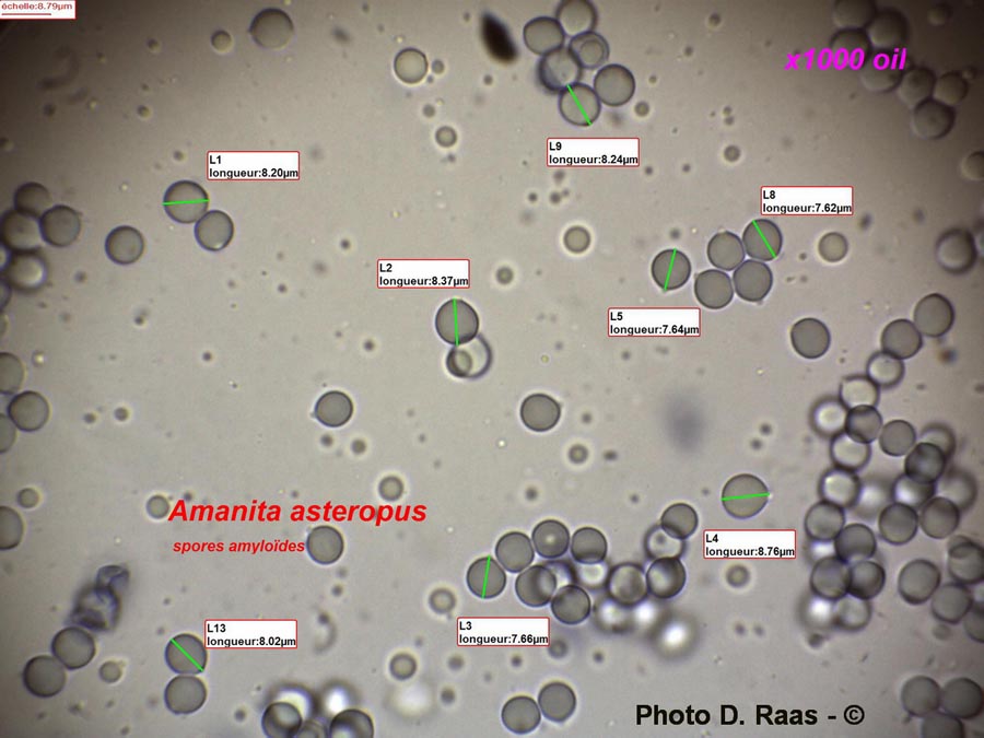 Amanita asteropus