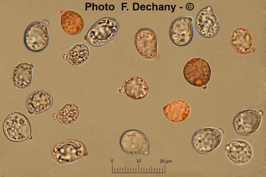 Amanita lividopallescens