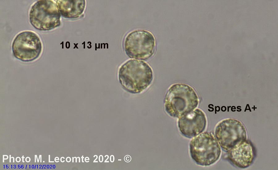 Amanita ochraceomaculata