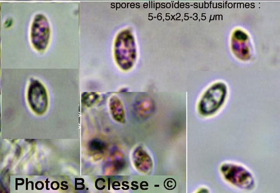 Aphanobasidium subnitens