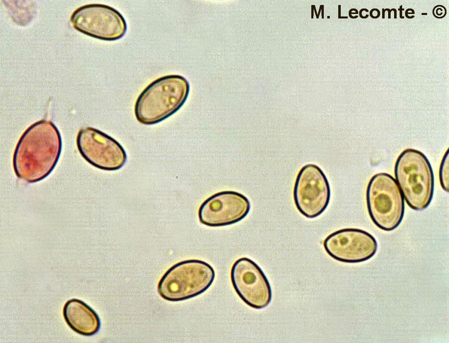 Armillaria mellea