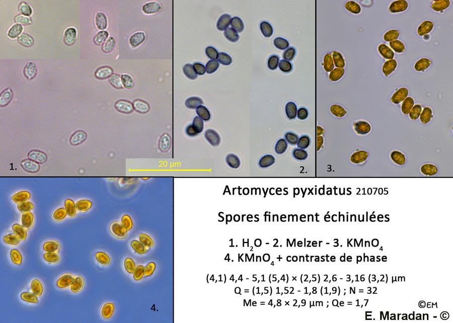 Artomyces pyxidatus