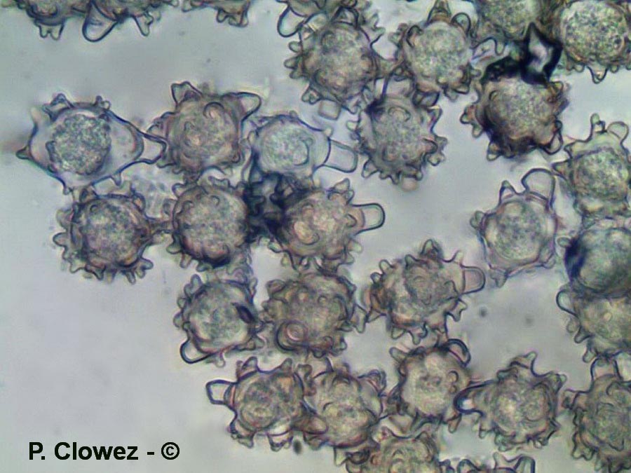Asterophora lycoperdoides (Nyctalis asterophora, Nyctalis agaricoides, Nyctalis lycoperdoides)