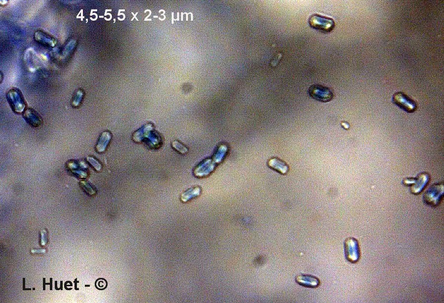 Bjerkandera adusta