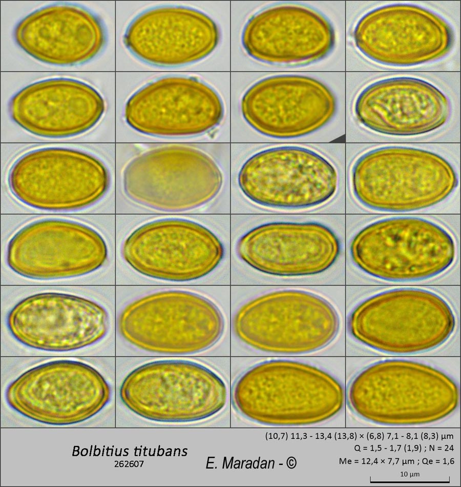 Bolbitius titubans (Bolbitius vitellinus)