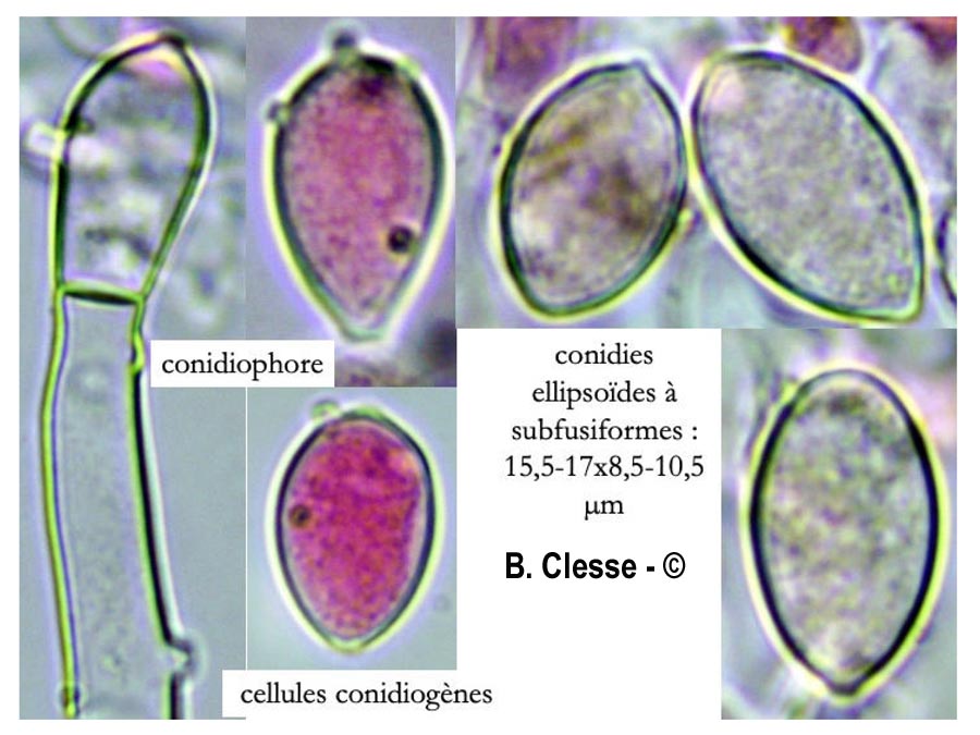 Botryobasidium candicans (Haplotrichum capitatum)
