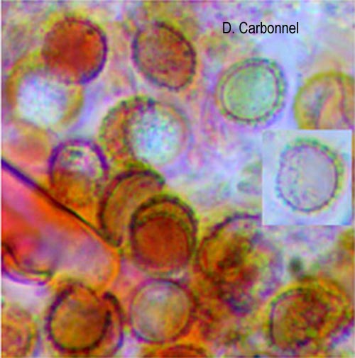 Botryobasidium isabellinum (Botryohypochnus isabellinus)