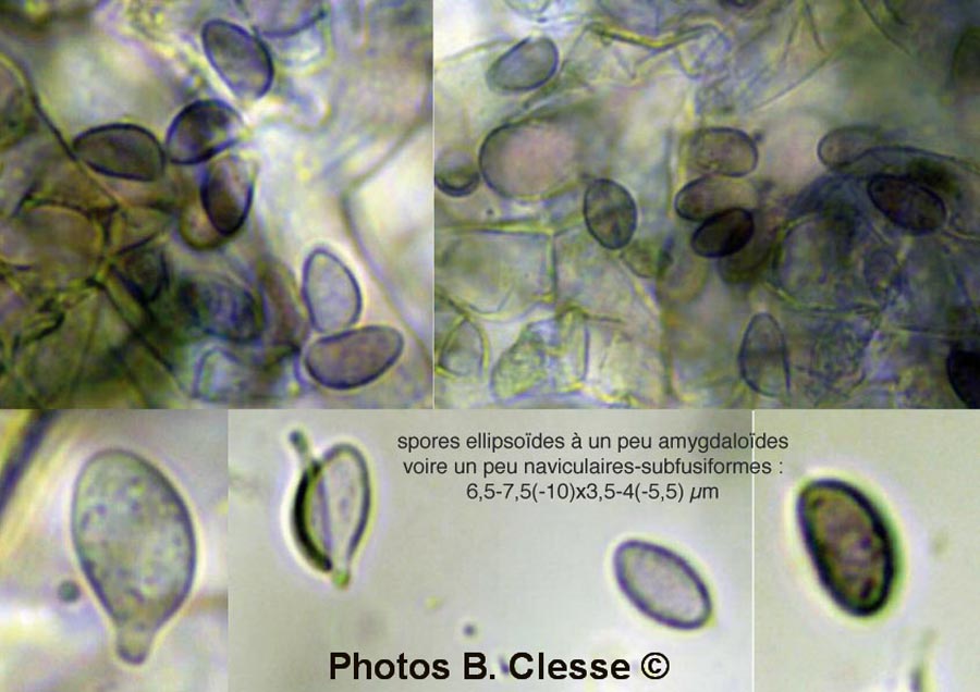 Botryobasidium pruinatum