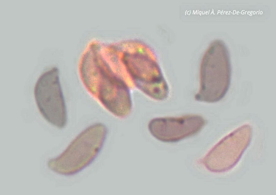 Botryobasidium sassofratinoense