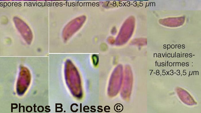 Botryobasidium subcoronatum