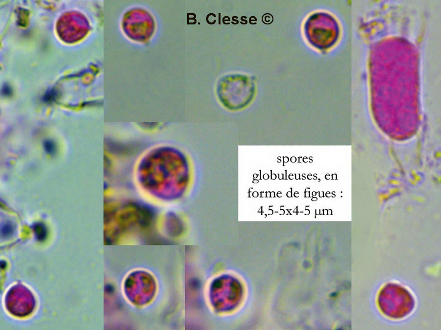 Brevicellicium olivascens