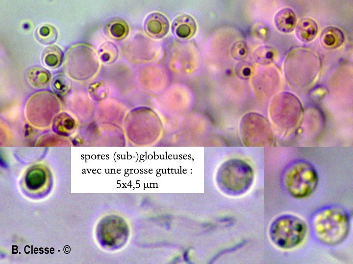 Brevicellicium olivascens