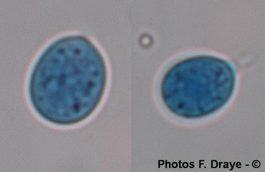 Bulbillomyces farinosus