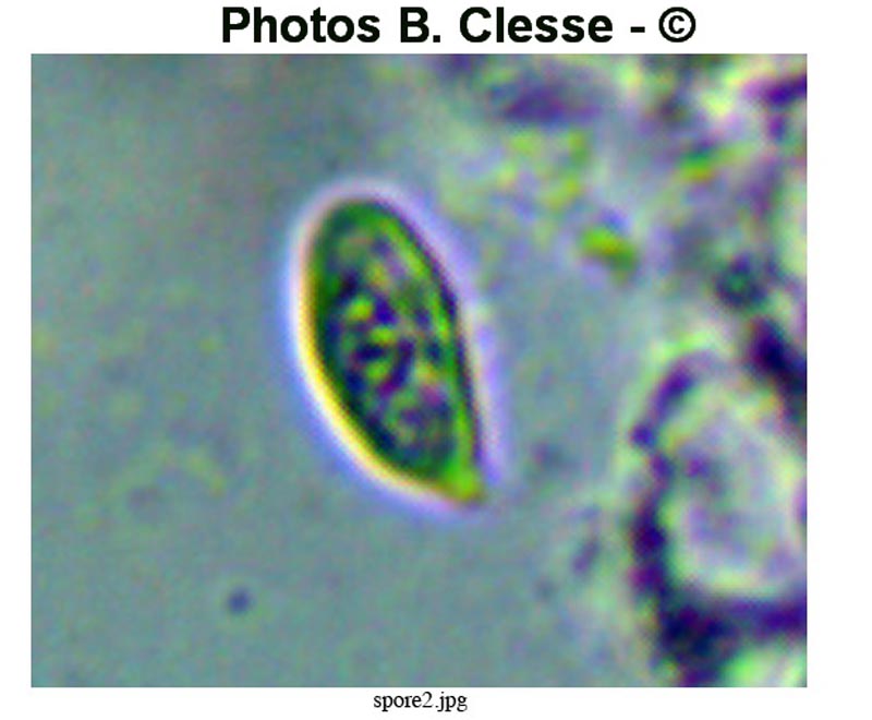 Calyptella capula