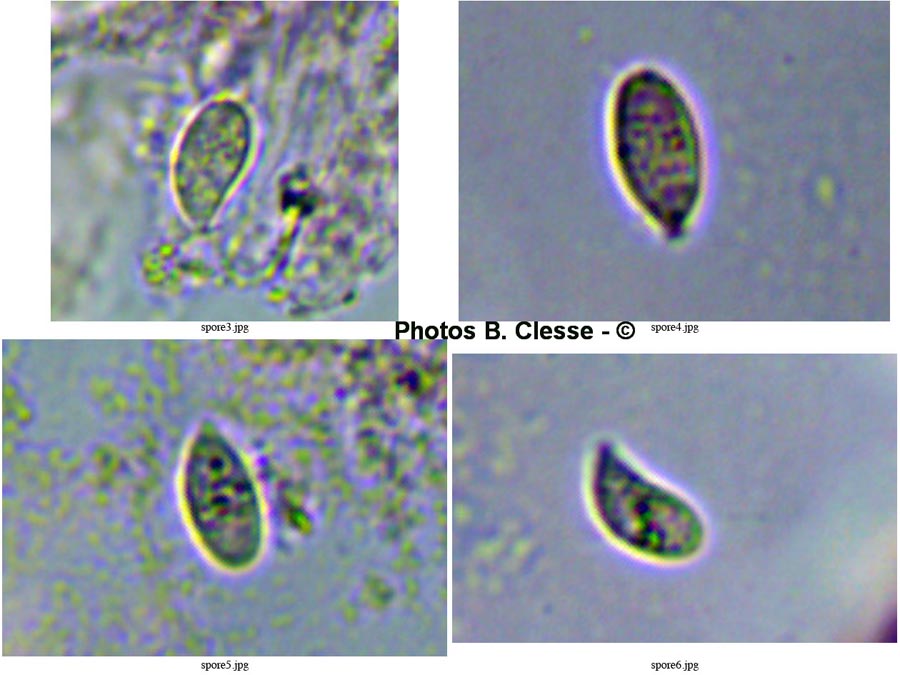 Calyptella capula