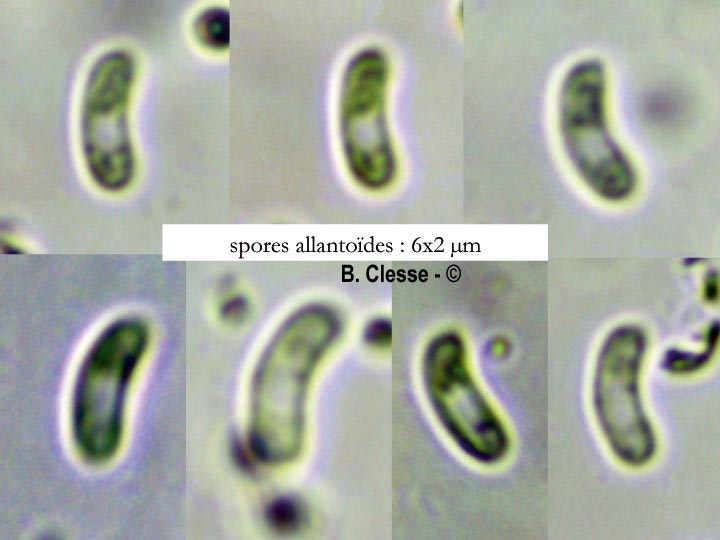 Ceriporia purpurea