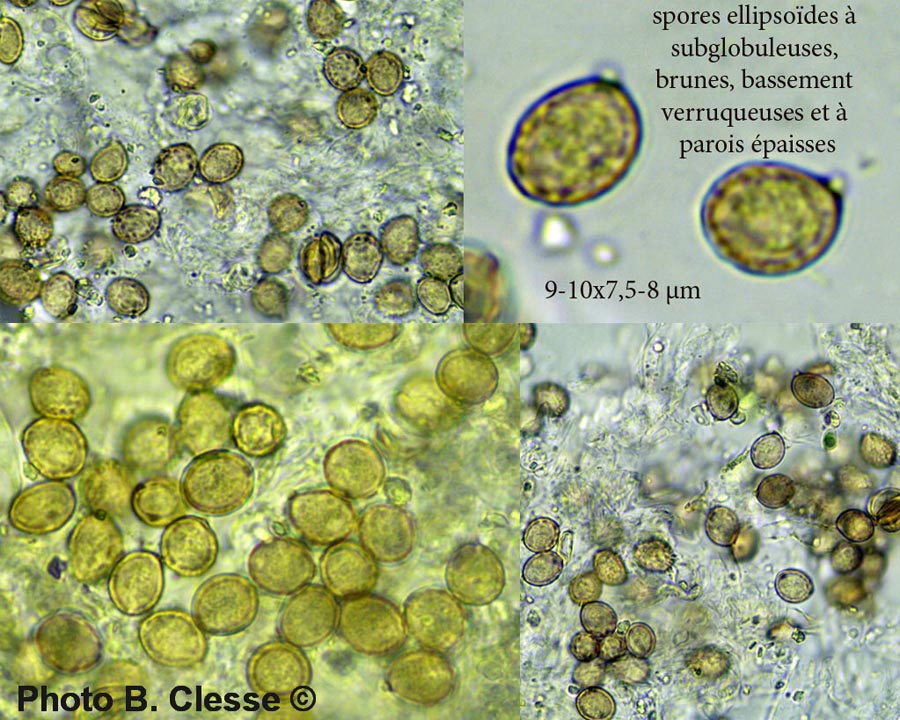 Chromocyphella muscicola