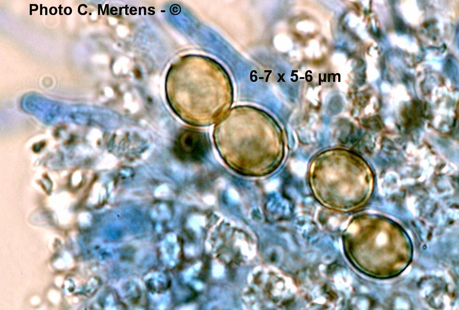 Chromocyphella muscicola