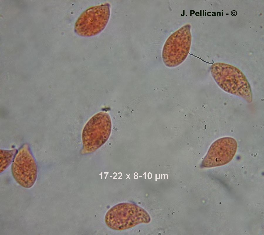 Clavariadelphus fistulosus var. contortus