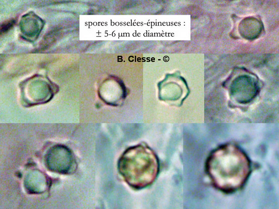 Clavulinopsis helvola