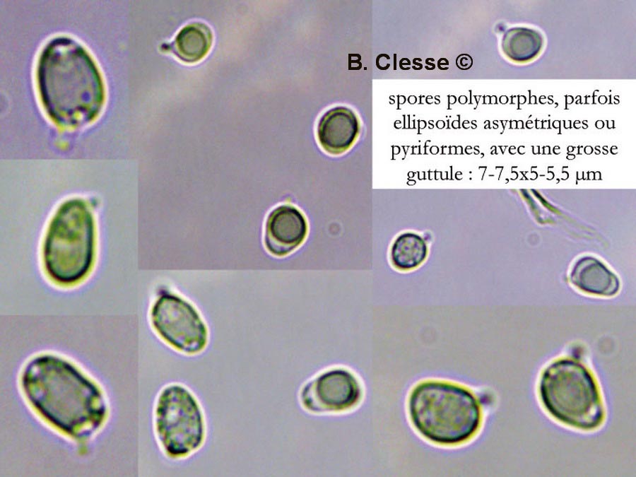 Clavulinopsis laeticolor