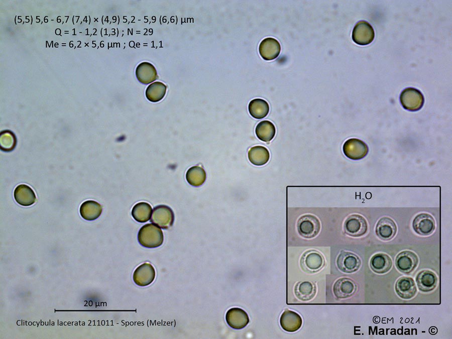 Clitocybula lacerata