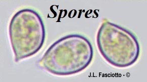 Clitopilopsis hirneola