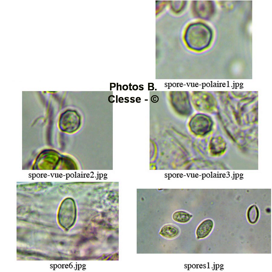 Clitopilus daamsii