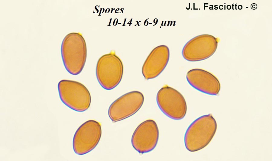 Coniophora arida