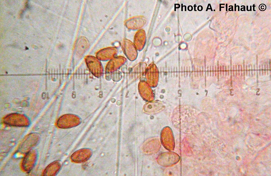 Conocybe abruptibulbosa