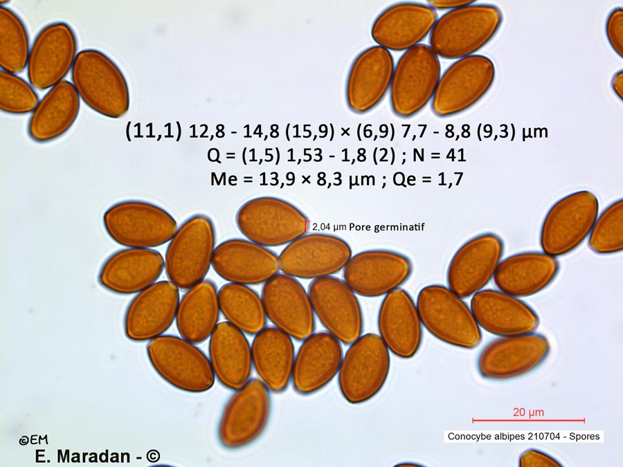 Conocybe albipes