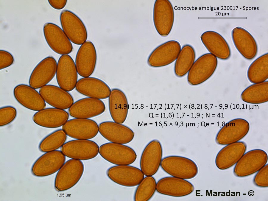 Conocybe ambigua