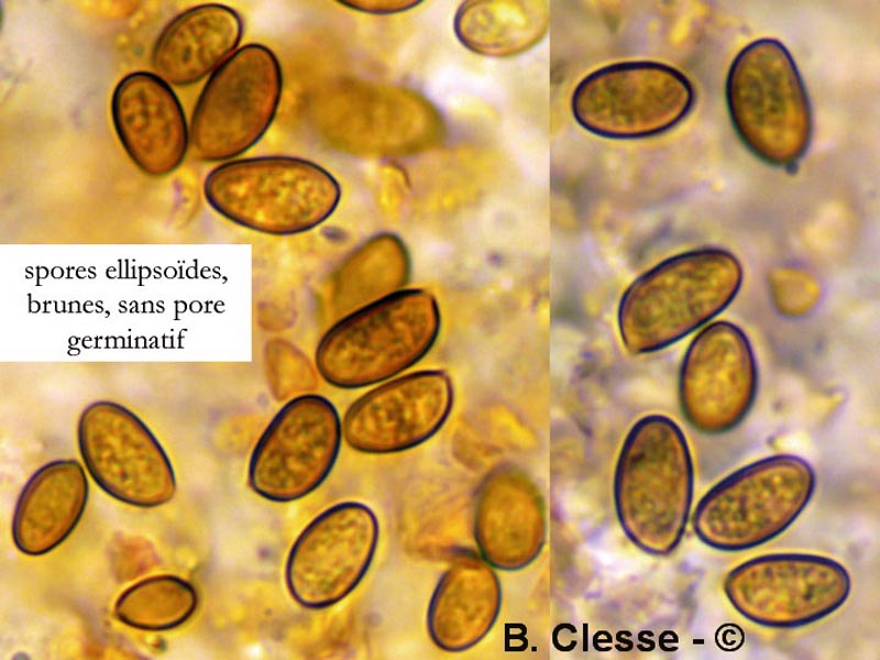 Pholiotina aporos (Conocybe aporos)