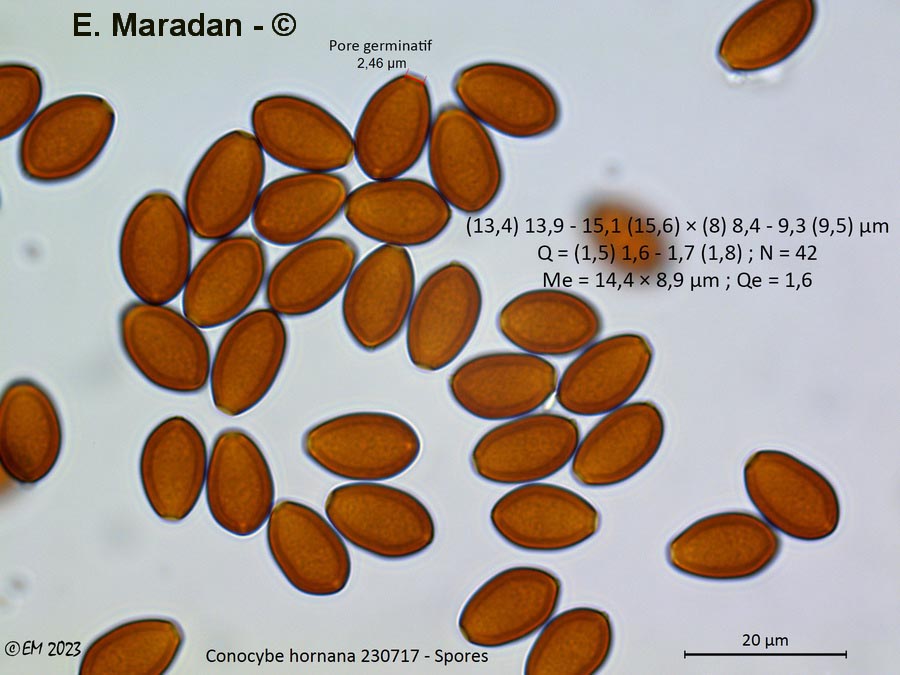 Conocybe hornana