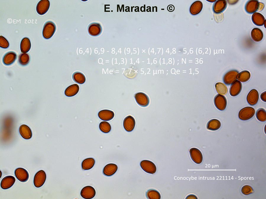 Conocybe intrusa