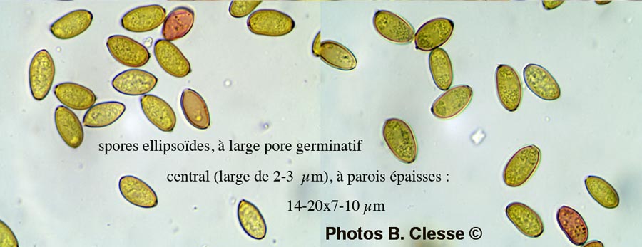 Conocybe macrospora