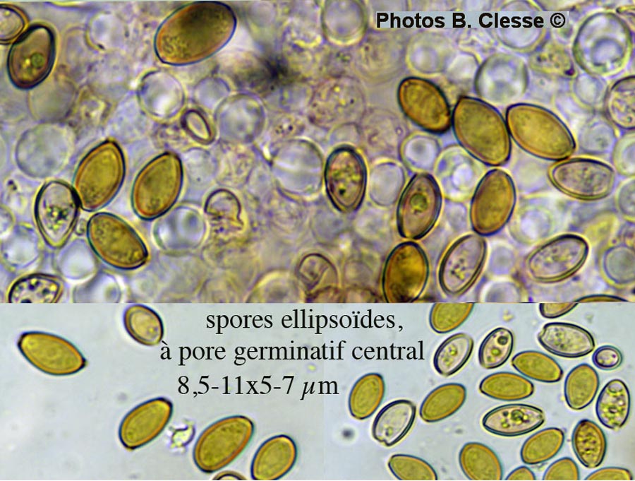 Conocybe microrrhiza var. tetraspora