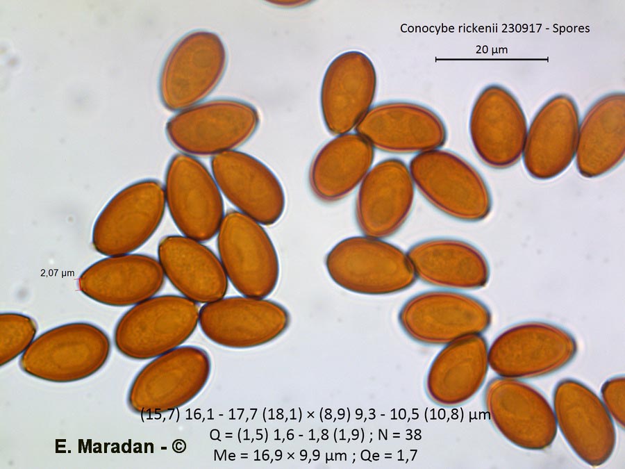 Conocybe rickenii