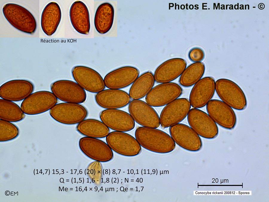 Conocybe rickenii