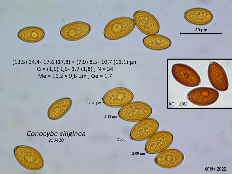 Conocybe siliginea