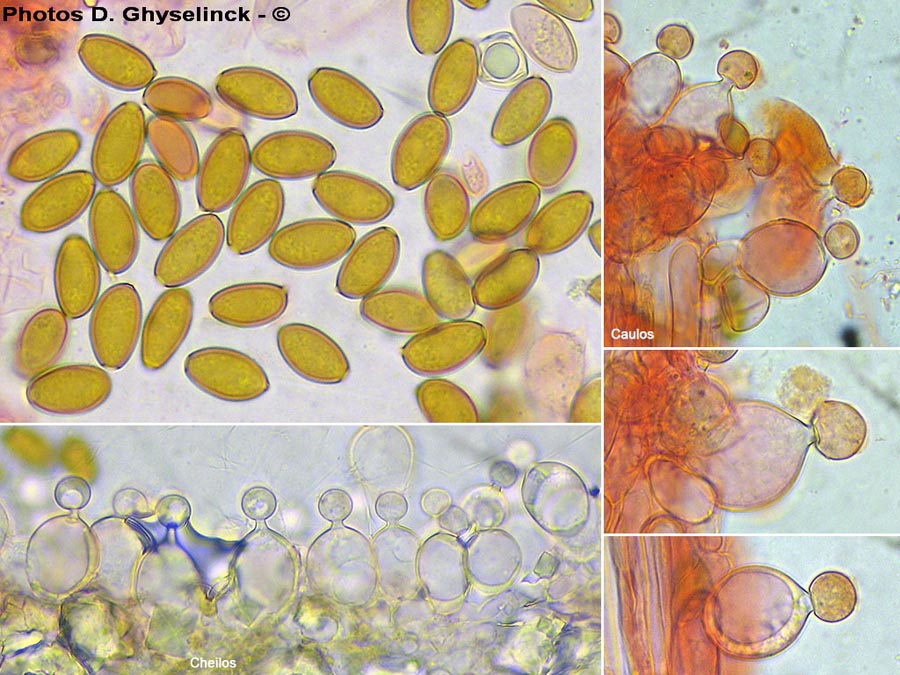 Conocybe subovalis