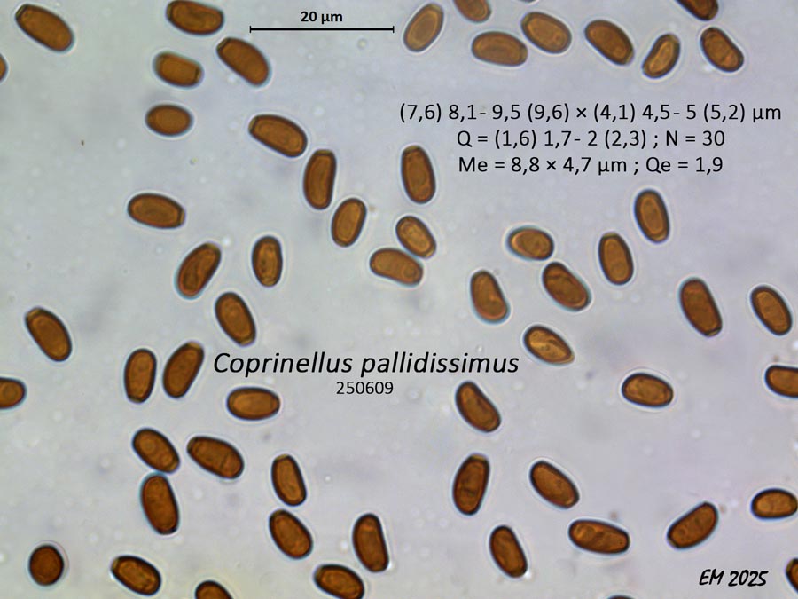 Coprinellus pallidisimus