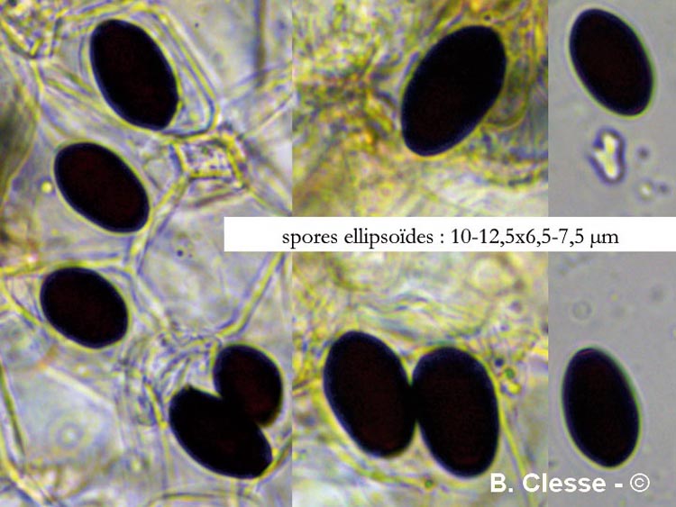 Parasola auricoma (Coprinus auricomus)
