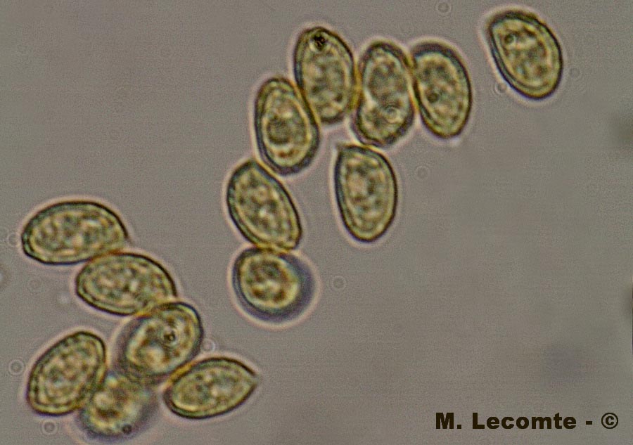 Cortinarius brunneus