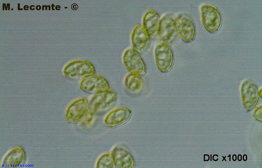 Cortinarius brunneus