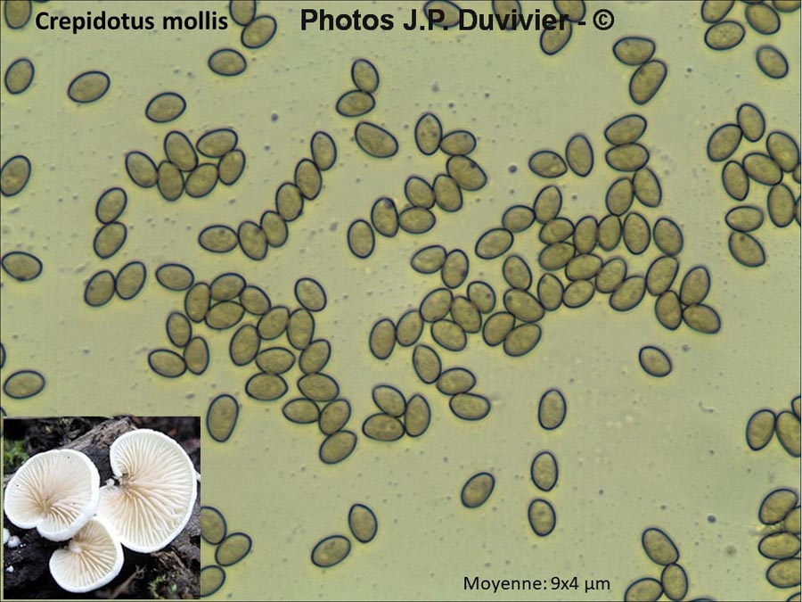 Crepidotus mollis