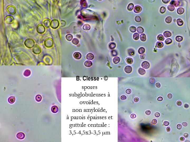 Cristinia helvetica