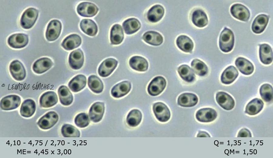 Cystoderma granulosum