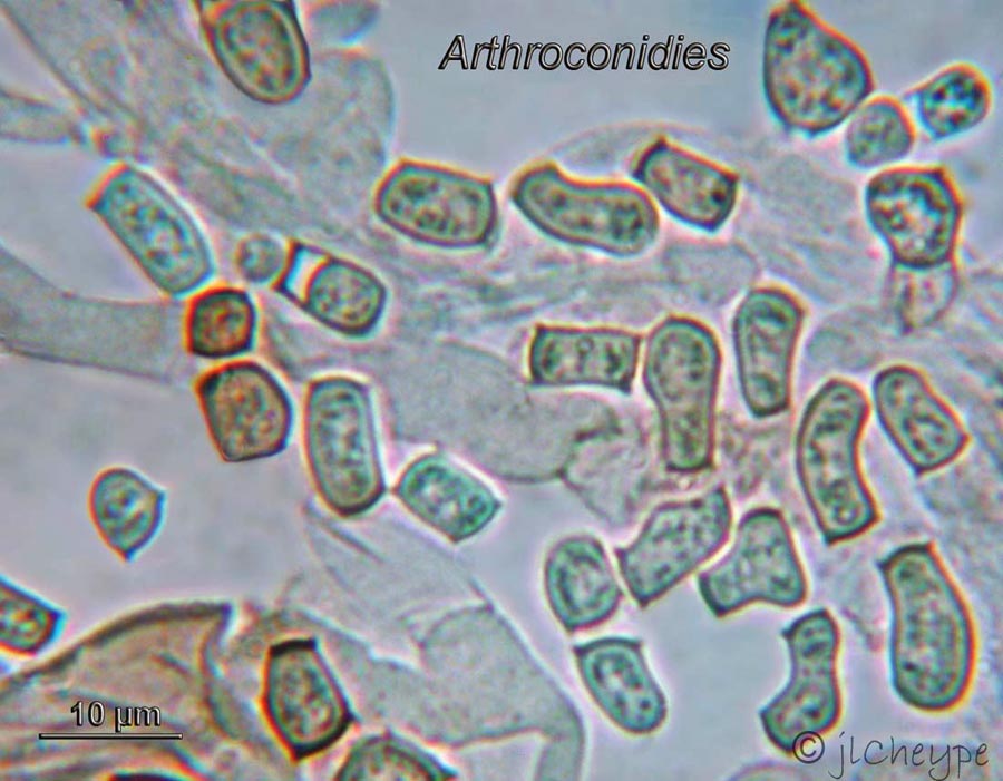 Cystoderma jasonis