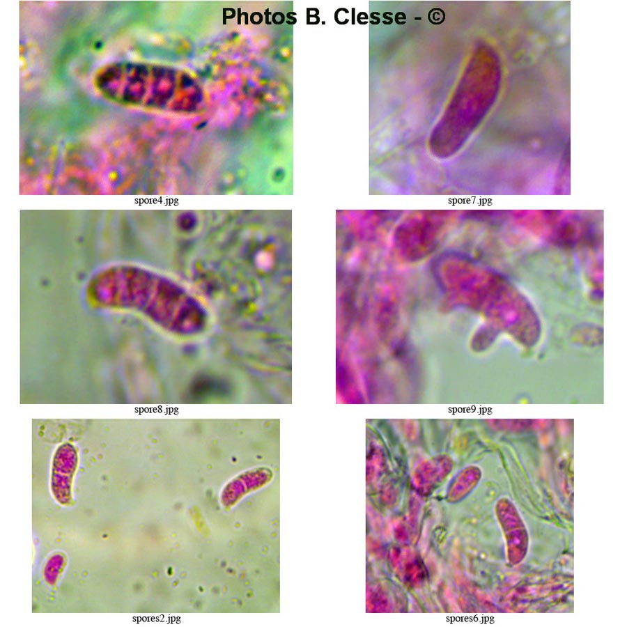 Dacrymyces capitatus (B. Clesse)